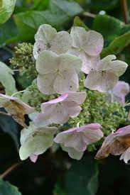 Image result for Bocconia