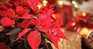 The Legend Of The Poinsettia Farmers Almanac Christmas Plants Poinsettia Flower Flower Pot Design