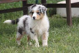 pin by kayleigh rock on animals merle australian shepherd australian shepherd puppies australian shepherd blue merle