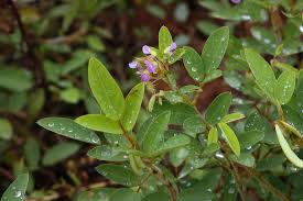 Image result for Grona barbata