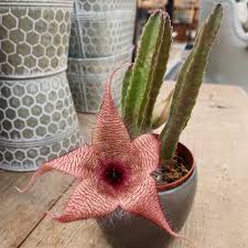 Image result for Mostuea hirsuta