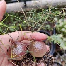 Image result for Schizobasis intricata