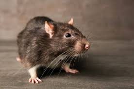 Diagnosis makmal bagi penyakit tb. Waspadai 5 Penyakit Yang Disebabkan Oleh Tikus