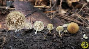 Image result for Simocybe centunculus