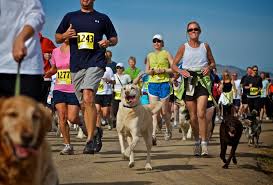 Make sure your dog doesn't get too tired and take a break if they need it. The Vet Explains How To Run With Your Dog Safely