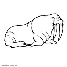 Select from 35919 printable coloring pages of cartoons, animals, nature, bible and many more. Coloring Page Of Walrus Coloring Pages Printable Com