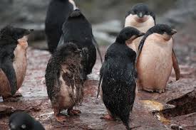 How penguins in antarctica are adapted to an extreme cold environment. What Kind Of Penguins Is The Amigos In Happy Feet Penguins Blog