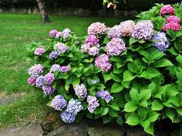 This is the largest of the shrub species and can reach a maximum. Hydrangea Size Chart How Big Do Hydrangeas Get Plant Index