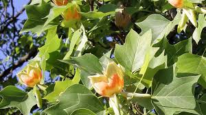 Image result for Magnoliaceae