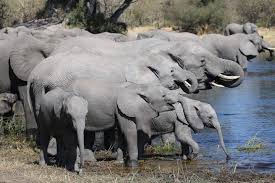 Both playing gobstones and ok answer: Pin By Suzanne Karikomi On Wild African Elephants African Elephant Elephant Animals