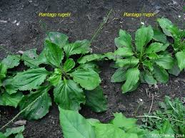 Image result for Plantago