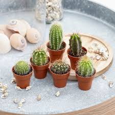 And the large area of spikes help keep the plant shaded the gila woodpecker uses the saguaro cactus as a nesting site by creating nesting holes in the stem of the saguaro. Cactus 13 Things To Know About Cactus Plants Cacti