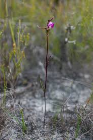 Image result for Disperis