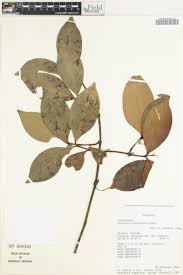 Image result for Garcinia kingaensis