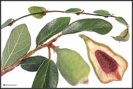 Visitors to ocean avenue in laguna beach will get a bit of a break from the berries that fall from the ficus trees and blanket the ground and vehicles, creating a mess. Stranglers Banyans