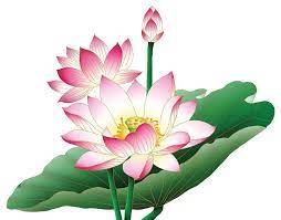 Lotus Png Lotus Flower Pictures Flowers Clipart Lotus Png