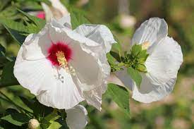 Set zip to see prices. Hibiscus How To Plant Grow And Care For Rose Of Sharon Plants The Old Farmer S Almanac