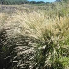 Image result for Cymbopogon pospischilii