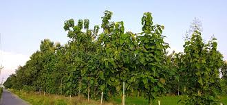 Image result for Tectona