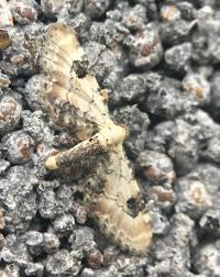 Image result for Eupithecia centaureata