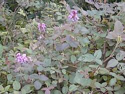 Image result for Desmodium