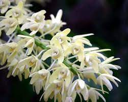 Pin On Plants Orchids And Greenhouse