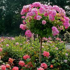 If a tree is available in both sizes, it will be noted in the product descriptions. Roses Hello Hello