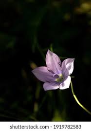 Image result for Wahlenbergia hookeri