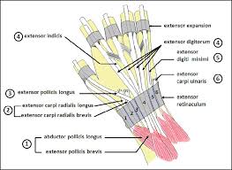 Maybe you would like to learn more about one of these? Multiple Variations Of The Tendons Of The Anatomical Snuffbox Abstract Europe Pmc