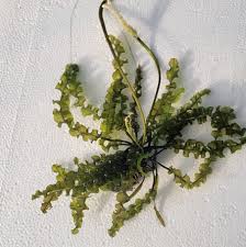 Image result for Aponogeton