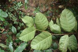 Image result for Streblus usambarensis