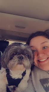 Lost male cream white shitzu in Bentonville area