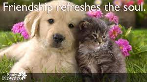 Dog and cat friendship quotes. Kitten Friendship Quotes Quotesgram