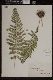 Image result for Asplenium buettneri