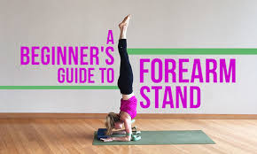 A Beginner S Guide To Forearm Stand Headstand Yoga Beginner Yoga For Beginners Headstand Yoga