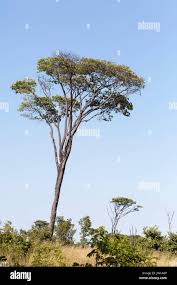 Image result for Brachystegia spiciformis × microphylla