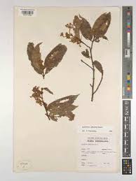 Image result for Lasiodiscus pervillei