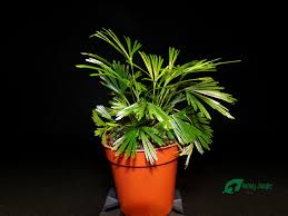 Image result for Actiniopteris