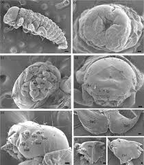 Image result for Vitellariopsis