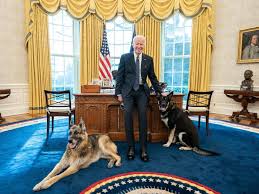 Along with a new u.s. Biden Dogs Champ And Major S Life At The White House