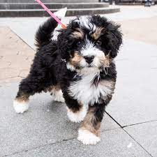 Oscar Miniature Bernedoodle 2 M O Father Demo Square New York Ny He Loves Biting Shoes And Destroying Bernedoodle Puppy Super Cute Puppies Bernedoodle