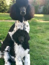 Black And White Tuxedo Standard Poodle Poodles Smart Active And Proud Pejskove Zvireci Milacci Pudl