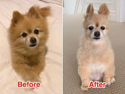 Hannah owns a dog named hank, a newfoundland breed. Hilarious Photos Of Dog Haircut Fails During Coronavirus