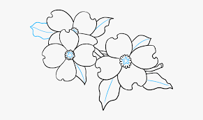 Dogwood Flower Drawing Easy Hd Png Download Transparent Png Image Pngitem Drawing flower pit people , simple flowers transparent background png clipart. dogwood flower drawing easy hd png