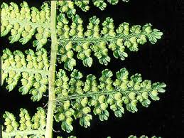 Image result for Hypolepis