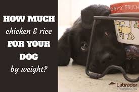 How much to feed your dog will depend on many factors, including size, weight, age, breed and activity level. How Much Chicken And Rice Should You Feed Your Sick Dog Labradortraininghq