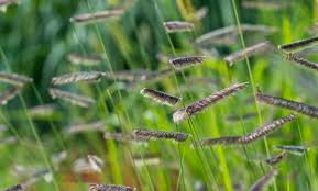 Image result for Anagallis gracilipes