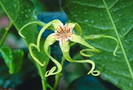 Image result for Strophanthus