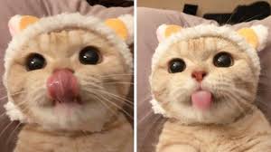 Tik Tok Cute Cats And Dogs Video 2020 Pets Paws Cute Cats And Dogs Cute Cat Gif Pet Paws