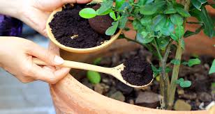 Coffee grounds are rich in nutrients and therefore make an excellent food source for mushrooms. Coffee Fertilizer Cucumbers Cromalinsupport
